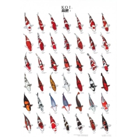 Poster Koi 1: 96x69 cm Poster koi 1