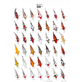 Poster Koi 3: 96x69 cm Poster Koi 3