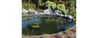 Aménagement bassin pour Koï (Carpes japonaises), Bassin Carpes Koi